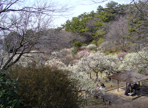 大倉山公園梅林