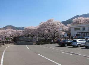 桜に囲まれた勝沼ぶどう郷駅周辺