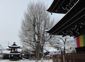 飛騨国分寺の大銀杏