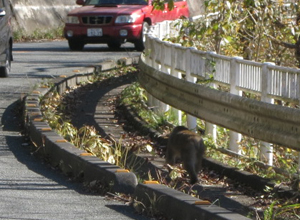 歩道を歩くサル