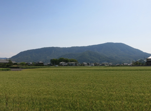 丸亀街道　その４　小麦畑の向こうに見える象頭山