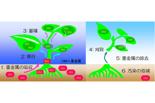 植物を用いた重金属汚染の浄化「ファイトレメディエーション」